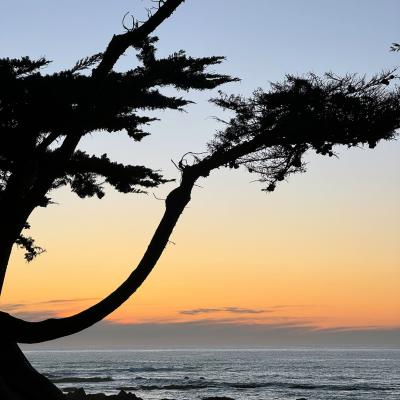 Monterey Cypress on a Sunset