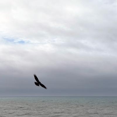 Pacific's Red-tailed Hawk